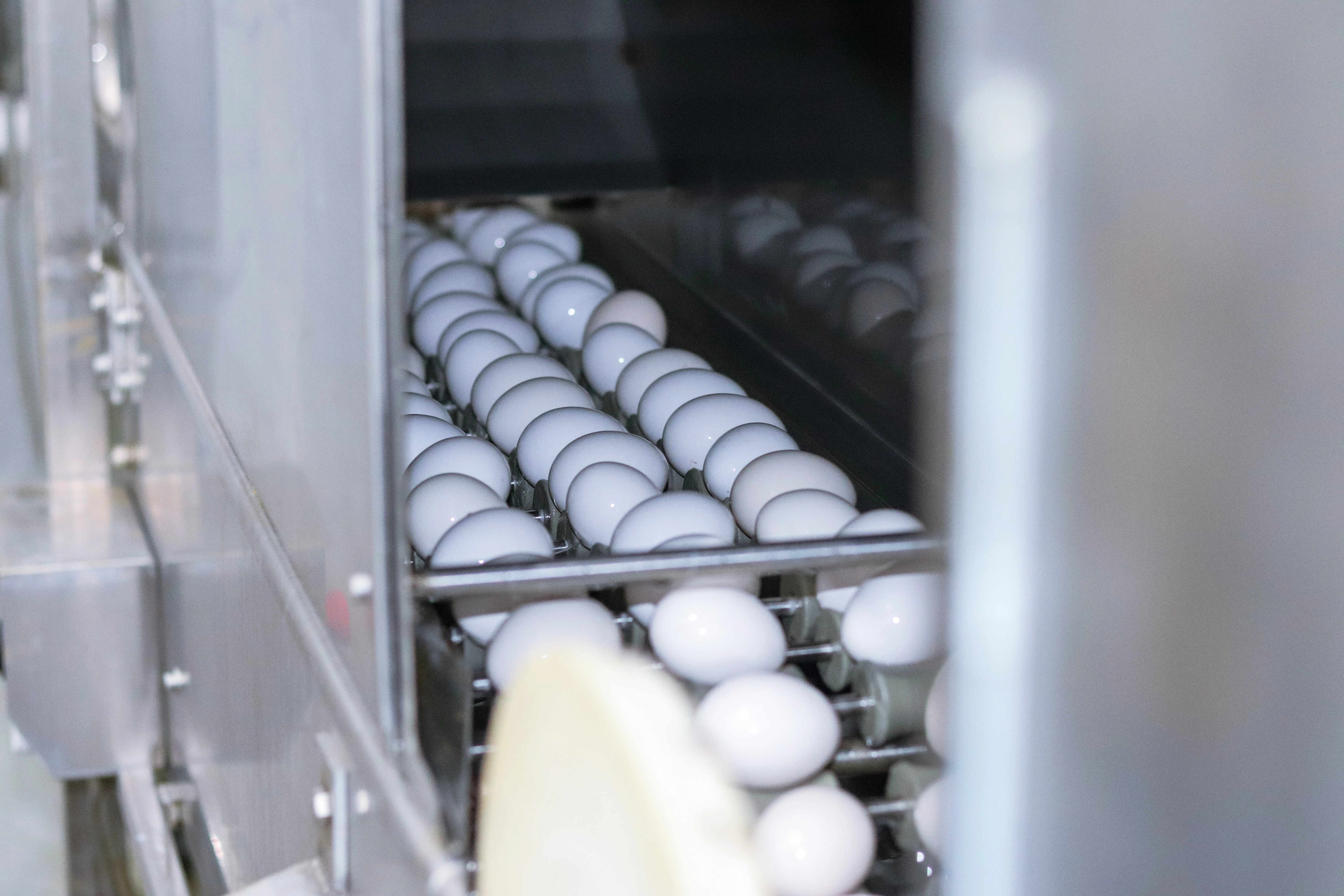 SPF Eggs